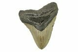 Fossil Megalodon Tooth - North Carolina #272802-1